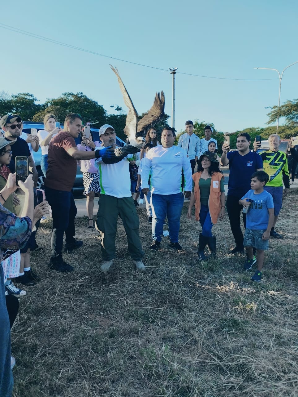 Águila Pescadora vuelve a surcar el cielo marabino sobre el lago 