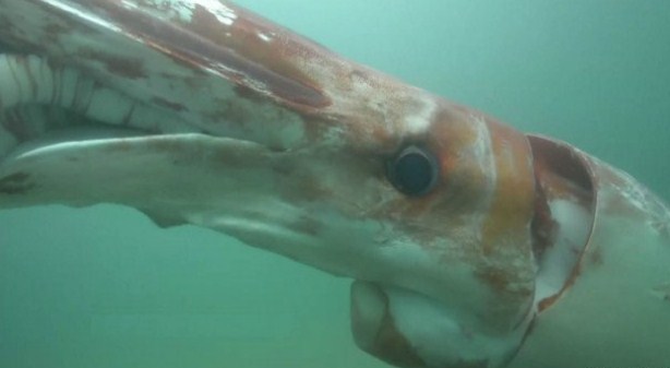 Filman calamar gigante en el mar frente a costa de Japón