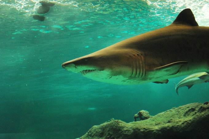Surfista desaparecido tras ataque de tiburón en Australia: Presumen su muerte