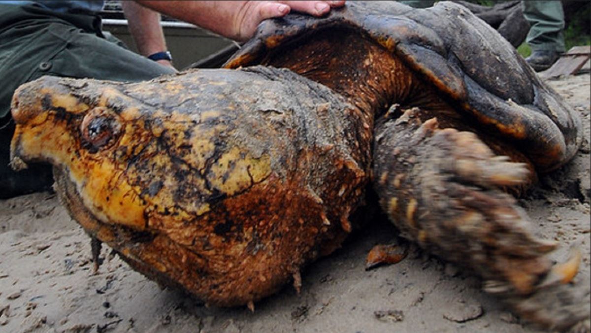 Biólogos descubren tortugas caimán en una zona de Florida (+Fotos)