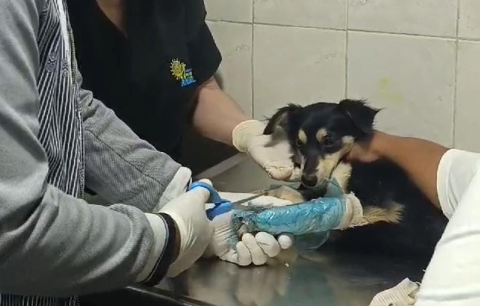 Perrito atropellado en El Pescadito fue enyesado: Buscan colaboradores para hacerle un carrito
