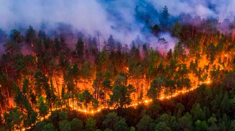 Advierten en Uruguay sobre incendios forestales por alta temperatura