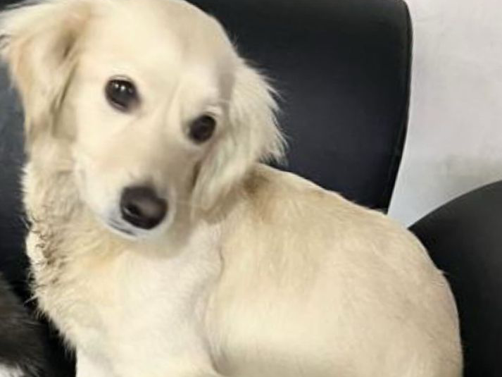 Se ofrece recompensa: Buscan a Kia, una perrita extraviada en San Francisco