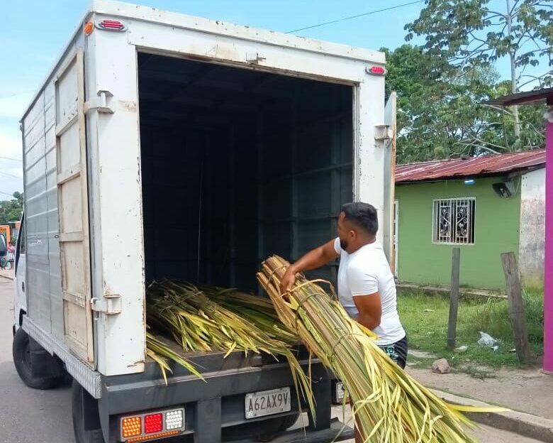 Llegaron las palmas desde el Tocuco para el Domingo de Ramos