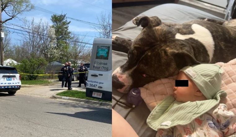 Pitbull de la familia asesinó a bebé de siete meses en Ohio, Estados Unidos
