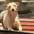 SE BUSCA: Cachorrita Nati extraviada