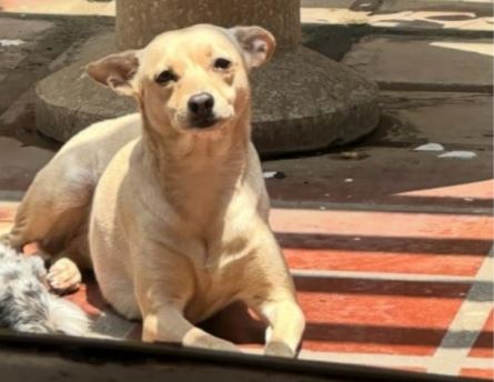 SE BUSCA: Cachorrita Nati extraviada