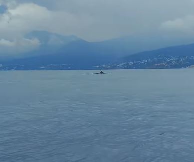 Ballena sardinera fue vista en La Guaira y se hizo viral en redes sociales este #3May
