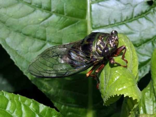 Con la llegada de mayo, comienza el canto de las Chicharras en Venezuela