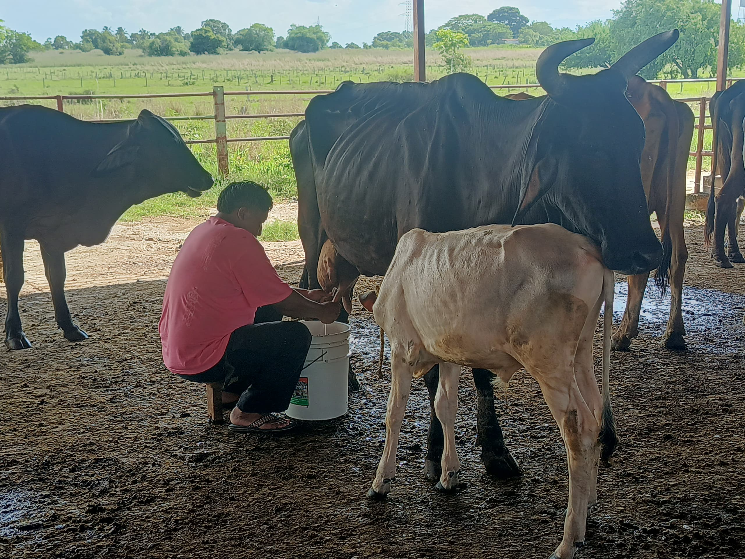 Crónica: ¿Cómo se ordeña una vaca?