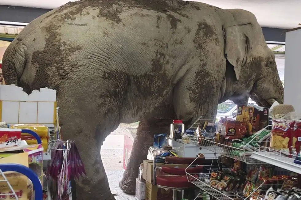Un elefante salvaje y hambriento asalta una tienda en Tailandia en busca de comida