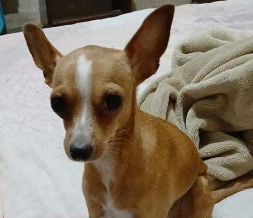 Ofrecen recompensa para recuperar a ‘Luna’: Se perdió en Ciudadela Faría