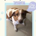 Se extravió Niña, una cachorrita que fue rescatada y necesita cuidados especiales