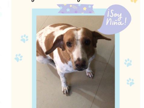 Se extravió Niña, una cachorrita que fue rescatada y necesita cuidados especiales