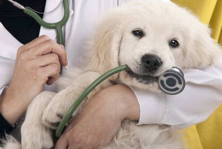 Día del Médico Veterinario en Venezuela: Los guardianes de tu mascota