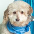 Sufre del corazón: Se perdió Vicky, una perrita Poodle con Terrier de 15 años, sus dueños ofrecen recompensa