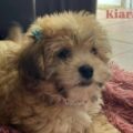 Dueños de la perrita Kiara piden ayuda para encontrarla