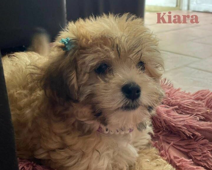 Dueños de la perrita Kiara piden ayuda para encontrarla