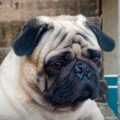 Buscan a Max