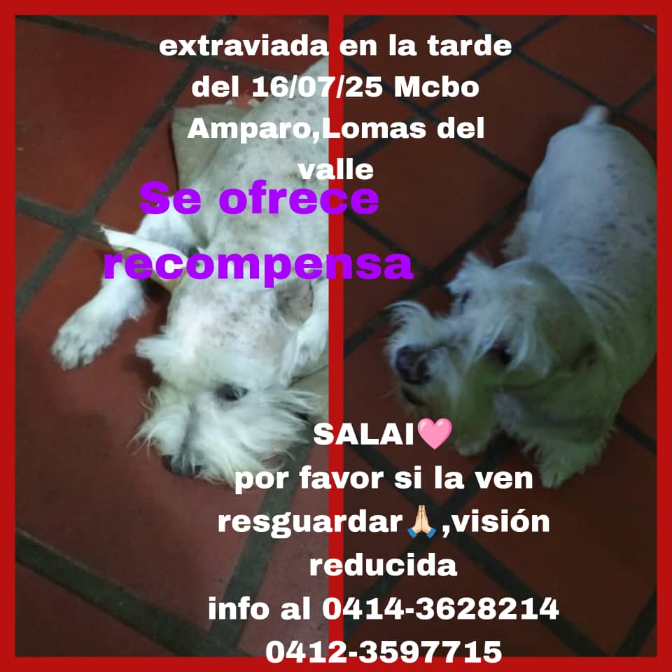Se ofrece recompensa por la aparición de la perrita Salai