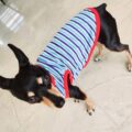 Aparece la perrita Bailey