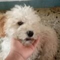 Solicitan ayuda urgente para encontrar a la perrita Zoe