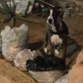 Reportan perrita extraviada en zona norte de Maracaibo