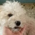 Apareció la perrita Zoe y sus dueños lo celebran
