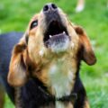 El ladrido de un perro salvó 67 vidas en India