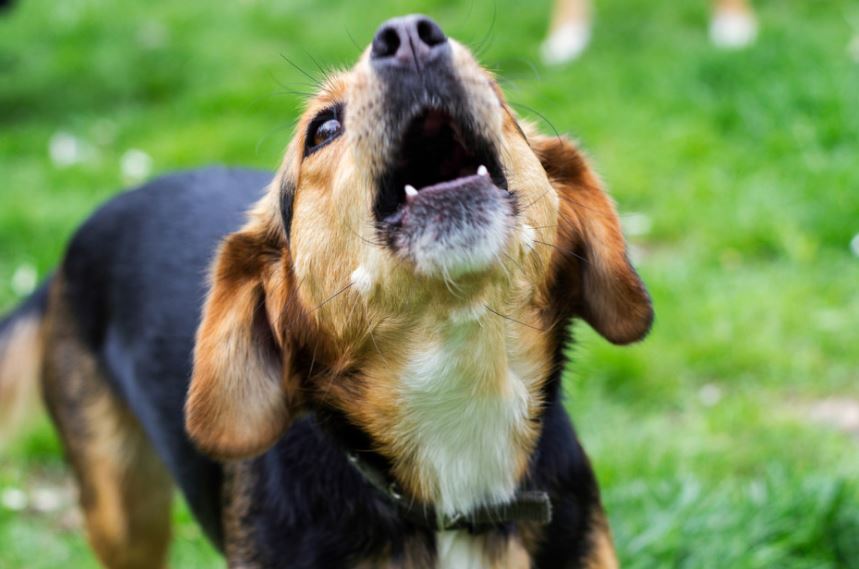 El ladrido de un perro salvó 67 vidas en India