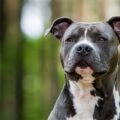 Pitbull atacó por el cuello a niña de dos años y la mató en Brasil