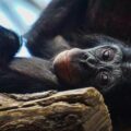 El 14 de julio se celebra el Día Internacional del Chimpancé