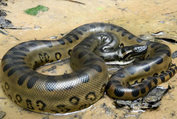 Cada 16 de julio, se conmemora el Día Mundial de la Serpiente
