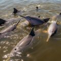 Bello espectáculo: Danza de toninas se avistaron en el Lago de Maracaibo