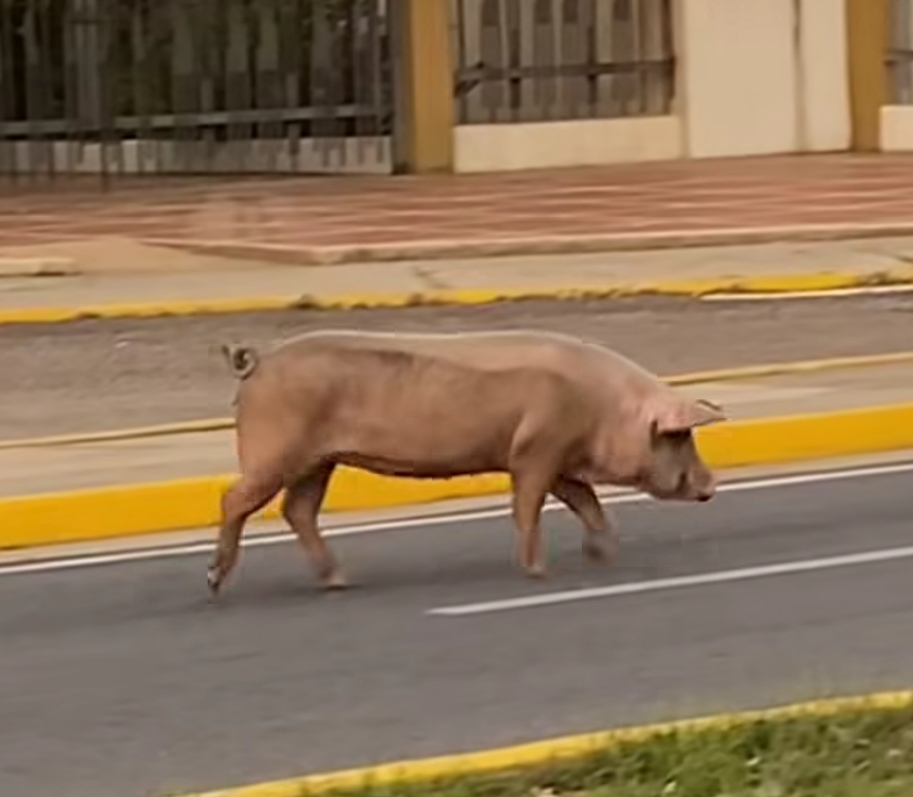 Cerdito se vuelve viral por caminar en la Vereda del Lago