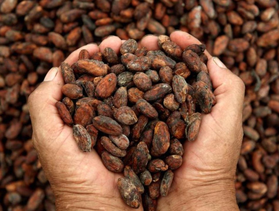 Cacao venezolano arrasó con 14 premios en los Chocolate Awards de América Latina y el Caribe 2025
