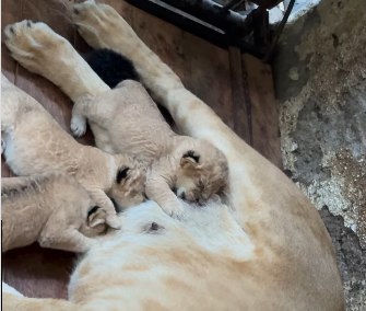 Nacen tres leoncitos en el Zoológico Chorros de Milla en Mérida