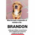 Se busca con angustia a perrito llamado Brandon