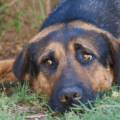Quien maltrate a un animal pagará de 3 a 6 años de cárcel en el país