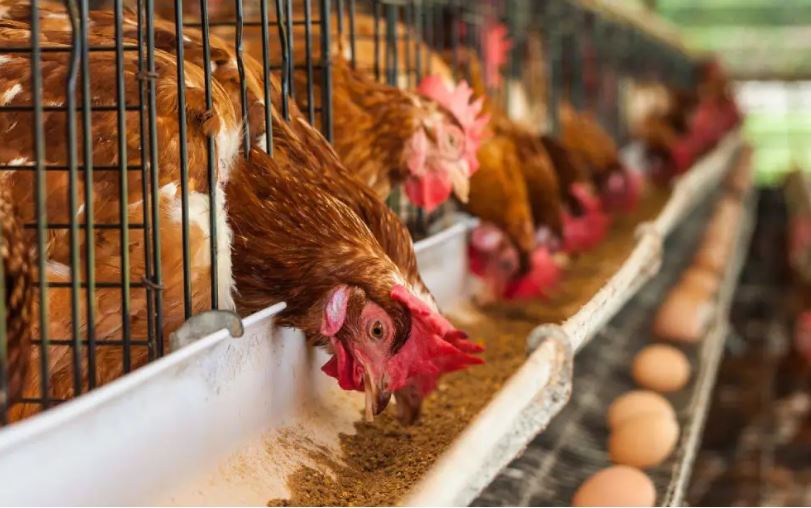 Sector avícola garantiza abastecimiento nacional y estabilidad en los precios