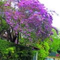 El retorno de un Maracaibo florido: Las lluvias revitalizan la ciudad