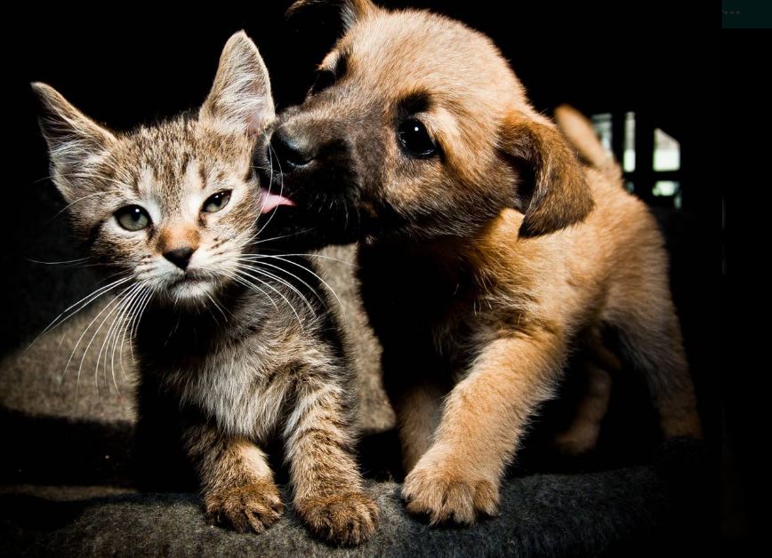 Punto Fijo será sede de workshop sobre cáncer en mascotas