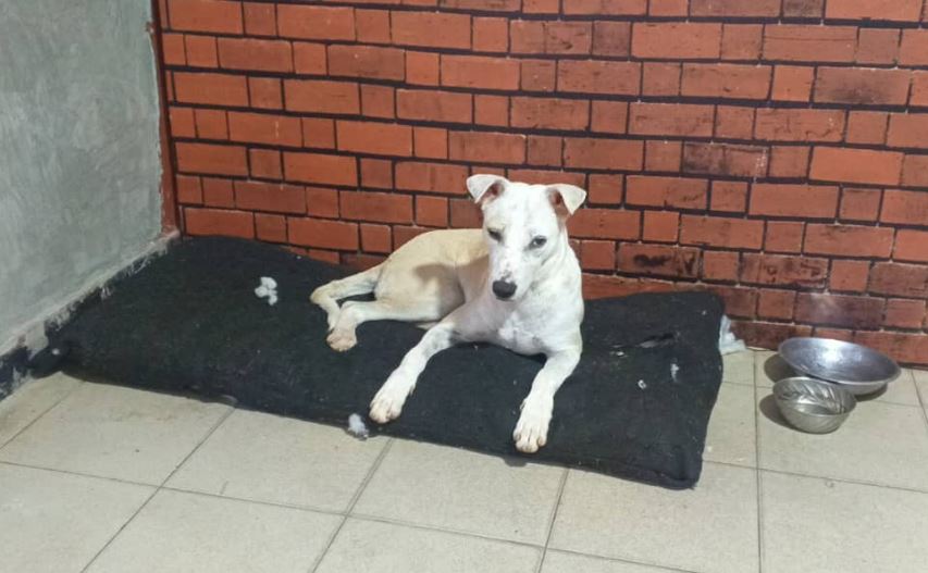 Vikingo: De perrito callejero al mejor compañero de trabajo