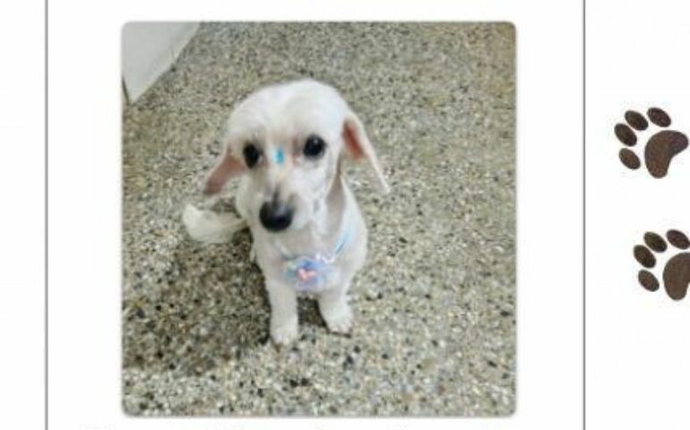 Se perdió la perrita ‘Mía’ en San Francisco