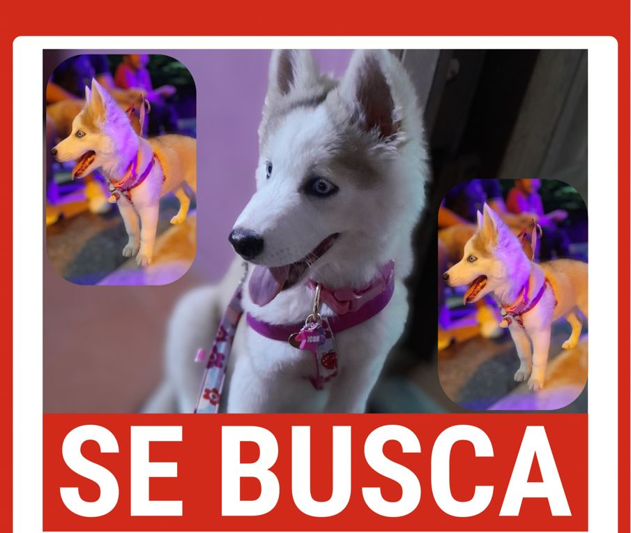 Buscan a 