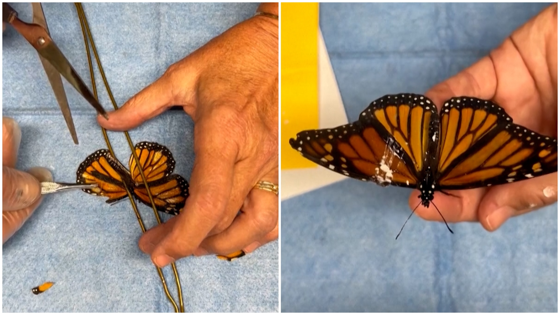 Mariposa monarca recibe trasplante de ala y vuelve a volar