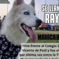 Buscan a Rayo, perrito extraviado en Maracaibo: vecinos piden apoyo para localizarlo