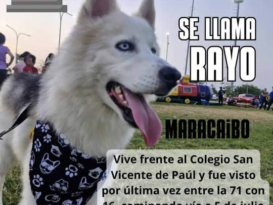 Buscan a Rayo, perrito extraviado en Maracaibo: vecinos piden apoyo para localizarlo