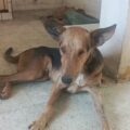 Ramón el perro que llegó al muelle de PDVSA se salvó: Le buscan un hogar