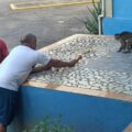 Hay un lindo monito suelto en el Trébol